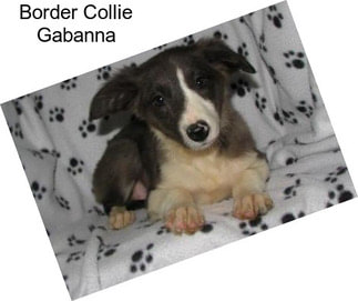 Border Collie Gabanna