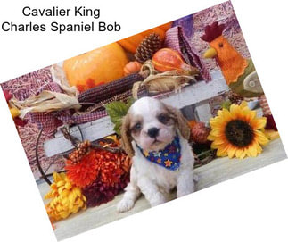 Cavalier King Charles Spaniel Bob