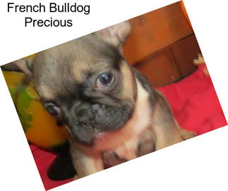 French Bulldog Precious