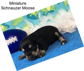 Miniature Schnauzer Moose