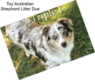 Toy Australian Shepherd Litter Due