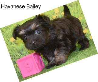 Havanese Bailey