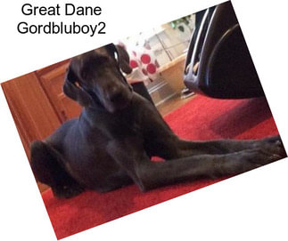 Great Dane Gordbluboy2