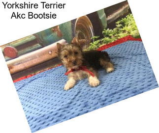 Yorkshire Terrier Akc Bootsie