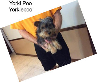 Yorki Poo Yorkiepoo