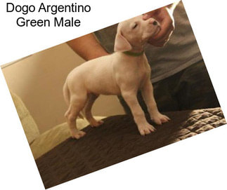 Dogo Argentino Green Male