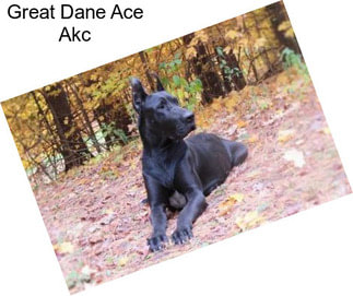 Great Dane Ace Akc