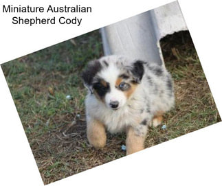 Miniature Australian Shepherd Cody