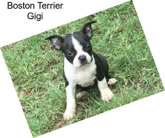 Boston Terrier Gigi