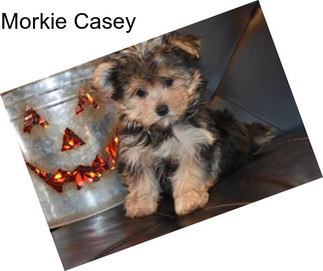 Morkie Casey