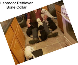 Labrador Retriever Bone Collar