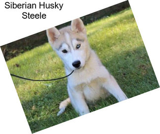 Siberian Husky Steele