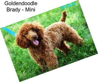Goldendoodle Brady - Mini