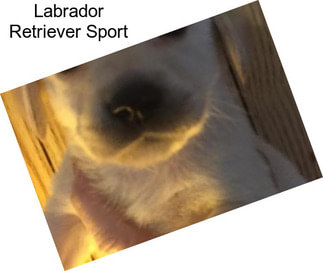 Labrador Retriever Sport