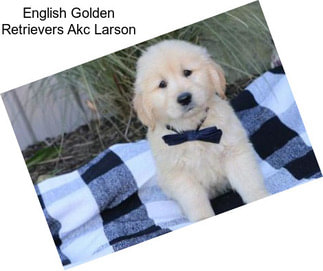 English Golden Retrievers Akc Larson