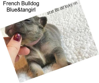 French Bulldog Blue&tangirl