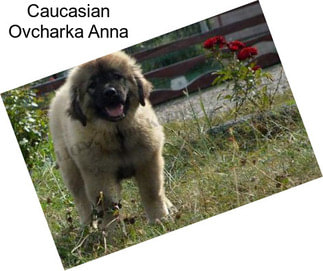 Caucasian Ovcharka Anna