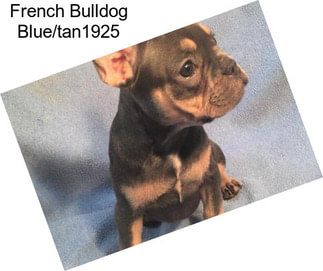 French Bulldog Blue/tan1925