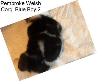 Pembroke Welsh Corgi Blue Boy 2