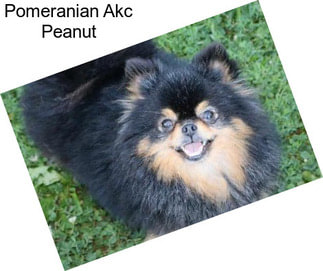 Pomeranian Akc Peanut