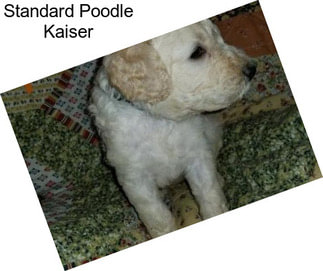 Standard Poodle Kaiser