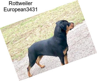 Rottweiler European3431