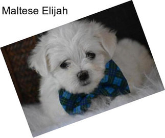 Maltese Elijah