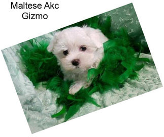 Maltese Akc Gizmo