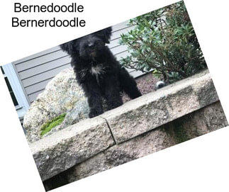 Bernedoodle Bernerdoodle