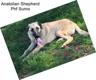 Anatolian Shepherd Phf Sumo