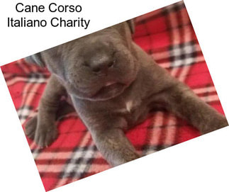 Cane Corso Italiano Charity