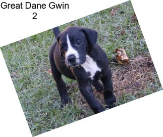 Great Dane Gwin 2