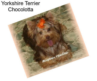 Yorkshire Terrier Chocolotta