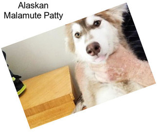 Alaskan Malamute Patty