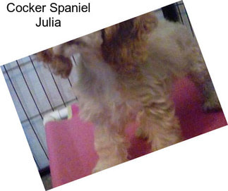 Cocker Spaniel Julia