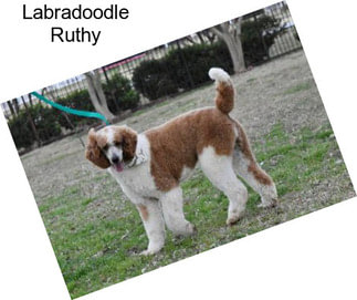 Labradoodle Ruthy