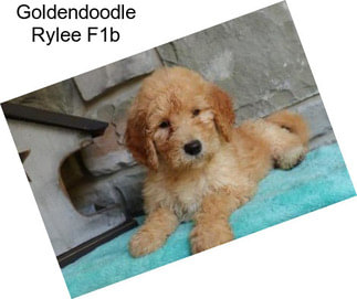 Goldendoodle Rylee F1b