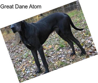 Great Dane Atom