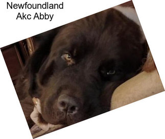 Newfoundland Akc Abby