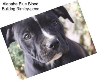Alapaha Blue Blood Bulldog Rimley-pend