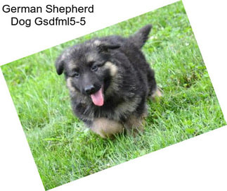 German Shepherd Dog Gsdfml5-5