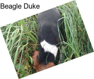 Beagle Duke