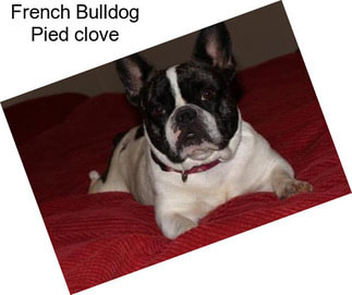 French Bulldog Pied \