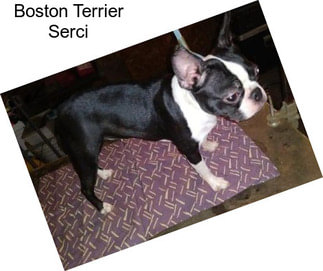 Boston Terrier Serci