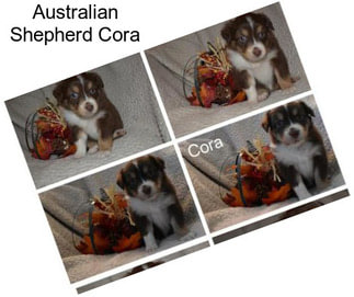 Australian Shepherd Cora