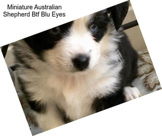 Miniature Australian Shepherd Btf Blu Eyes