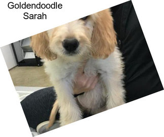 Goldendoodle Sarah