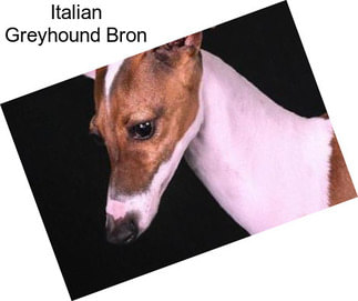 Italian Greyhound Bron
