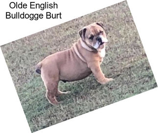 Olde English Bulldogge Burt