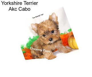 Yorkshire Terrier Akc Cabo